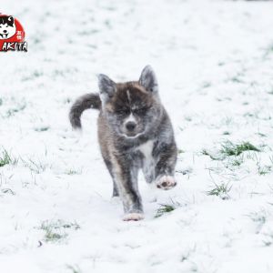 DSC 0574 kopia (Copy)